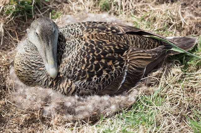 Sleepline EIDERDAUNE – exklusives Komfortkissen